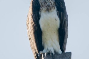 Águila pescadora, Pandion haliaetus. Osprey.